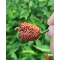 Hydra F5 - Red+Choco (20+ Seeds) Hydra F5 - Red+Choco (20+ Seeds)