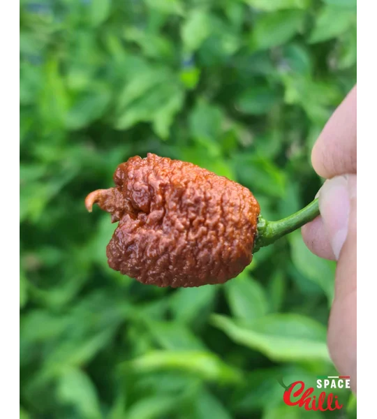 Hydra F5 - Red+Choco (20+ Seeds)