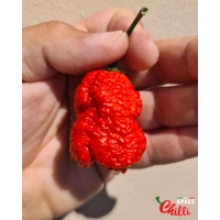 Hydra F5 - Red+Choco (20+ Seeds) Hydra F5 - Red+Choco (20+ Seeds)