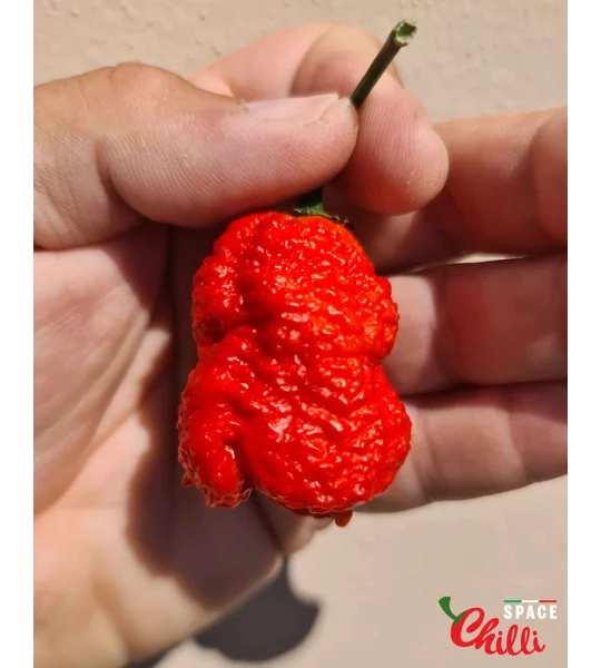 Hydra Red F5 (10+ Seeds)