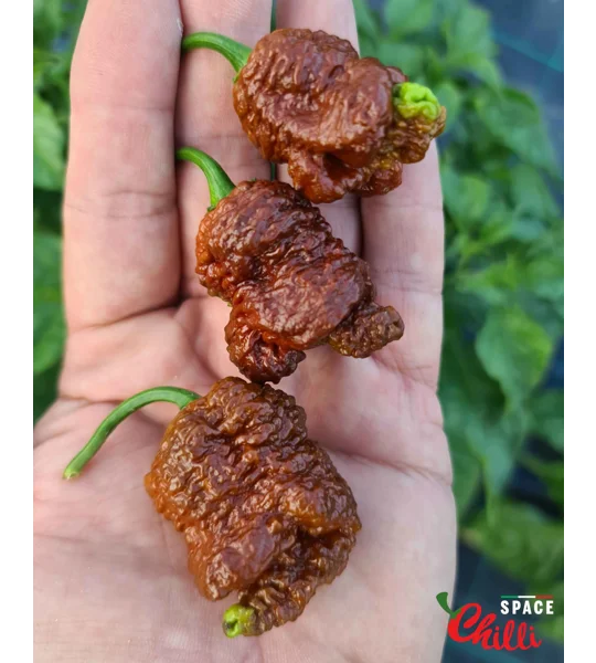 Hydra F5 - Red+Choco (20+ Seeds)