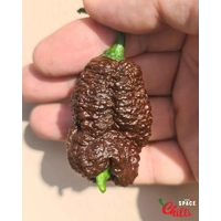 Hydra F5 - Red+Choco (20+ Seeds) Hydra F5 - Red+Choco (20+ Seeds)