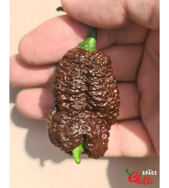 Hydra F5 - Red+Choco (20+ Seeds)