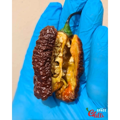 Hydra Chocolate F5 (10+ Seeds) Hydra Chocolate F5 (10+ Seeds)