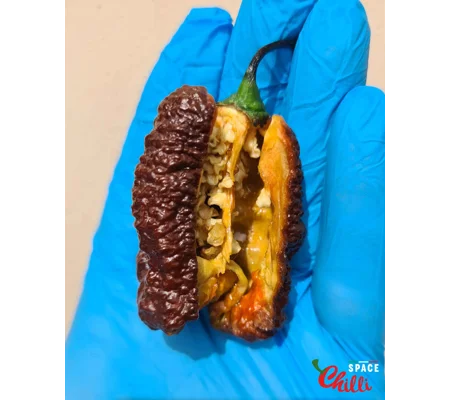 Hydra Chocolate F5 (10+ Seeds)