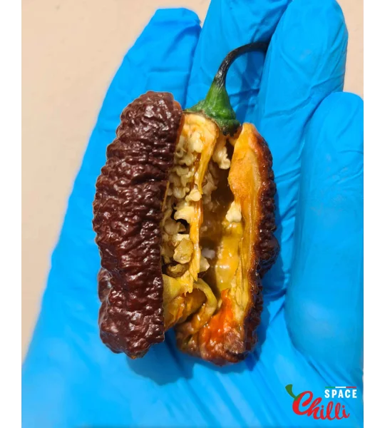 Hydra F5 - Red+Choco (20+ Seeds)