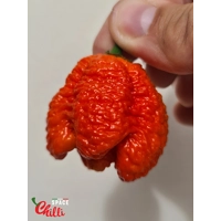 Hydra F5 - Red+Choco (20+ Seeds) Hydra F5 - Red+Choco (20+ Seeds)