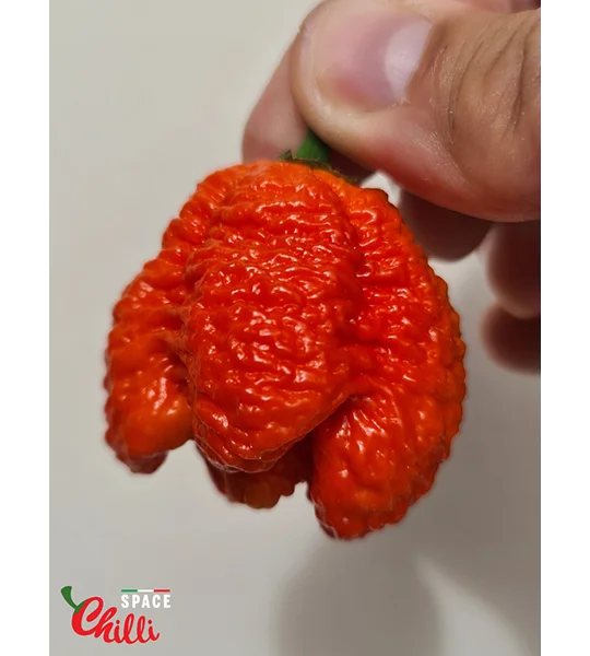 Hydra Red F5 (10+ Seeds)