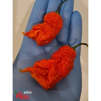 Hydra F5 - Red+Choco (20+ Seeds) Hydra F5 - Red+Choco (20+ Seeds)