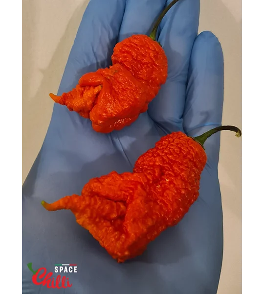 Hydra Red F5 (10+ Seeds)
