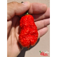 Hydra F5 - Red+Choco (20+ Seeds) Hydra F5 - Red+Choco (20+ Seeds)