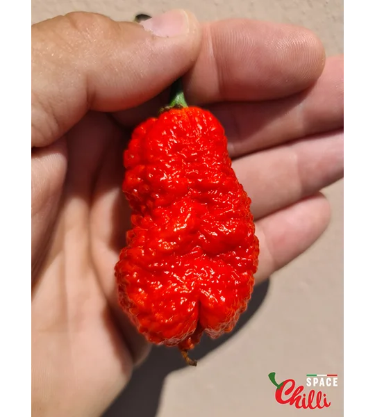 Hydra Red F5 (10+ Seeds)