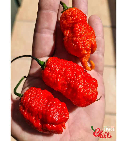 Hydra Red F5 (10+ Seeds)