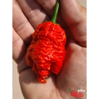 Hydra F5 - Red+Choco (20+ Seeds) Hydra F5 - Red+Choco (20+ Seeds)