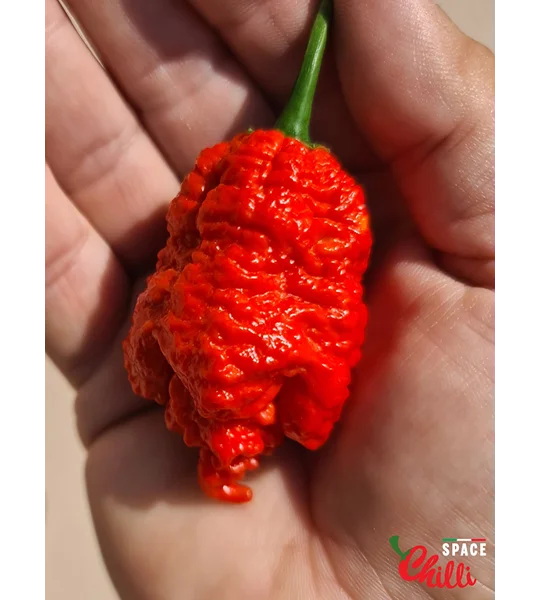 Hydra Red F5 (10+ Seeds)