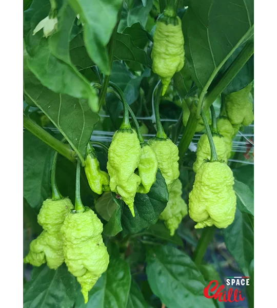 Hydra Red F5 (10+ Seeds)