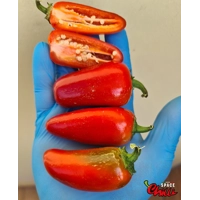 Jalapeno Space (10+ Seeds) Jalapeno Space (10+ Seeds)