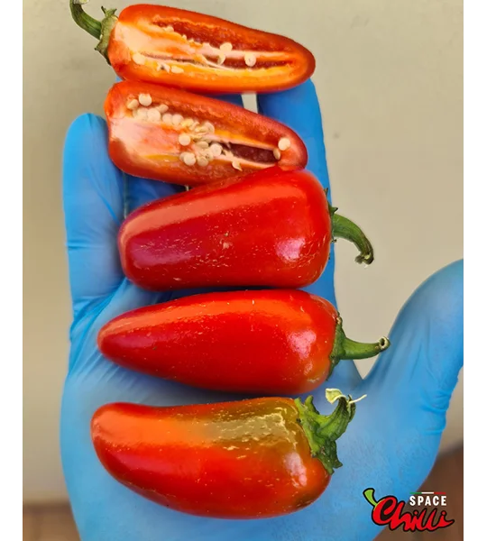 Jalapeno Space (10+ Seeds)
