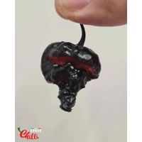 Leopard Reaper F8 (10+ Seeds) Leopard Reaper F8 (10+ Seeds)