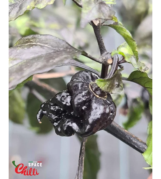 Leopard Reaper F8 (10+ Seeds)