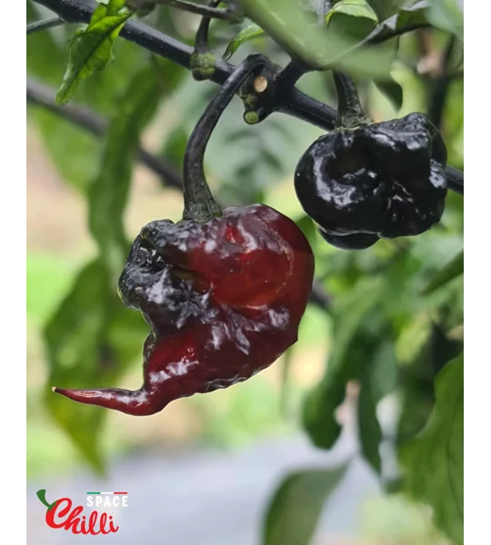 Leopard Reaper F8 (10+ Seeds)
