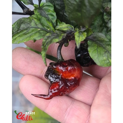 Leopard Reaper F8 (10+ Seeds) Leopard Reaper F8 (10+ Seeds)
