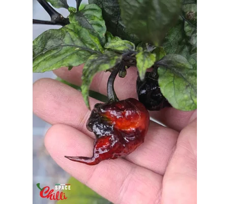 Leopard Reaper F8 (10+ Seeds)