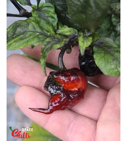 Leopard Reaper F8 (10+ Seeds)