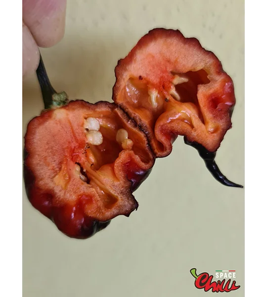 Leopard Reaper F8 (10+ Seeds)
