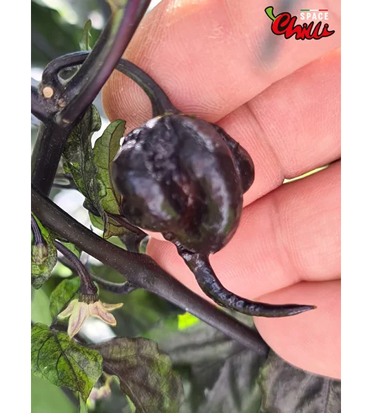 Leopard Reaper F8 (10+ Seeds)