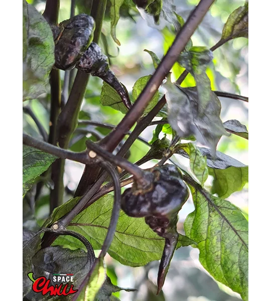 Leopard Reaper F8 (10+ Seeds)