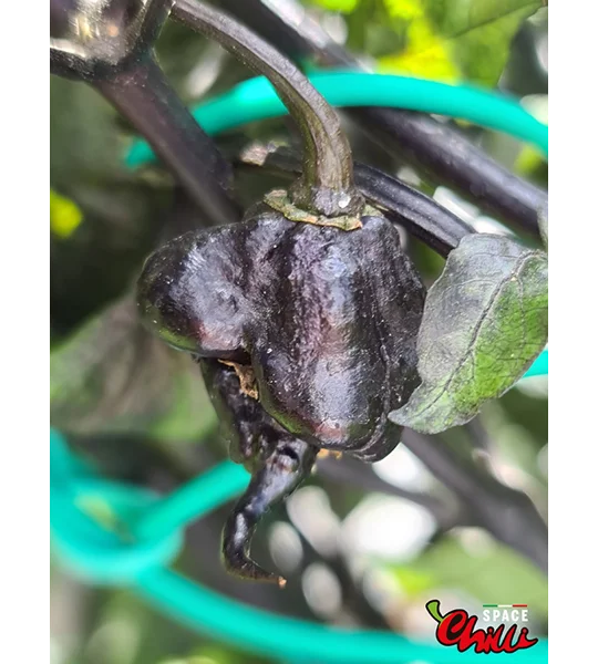 Leopard Reaper F8 (10+ Seeds)