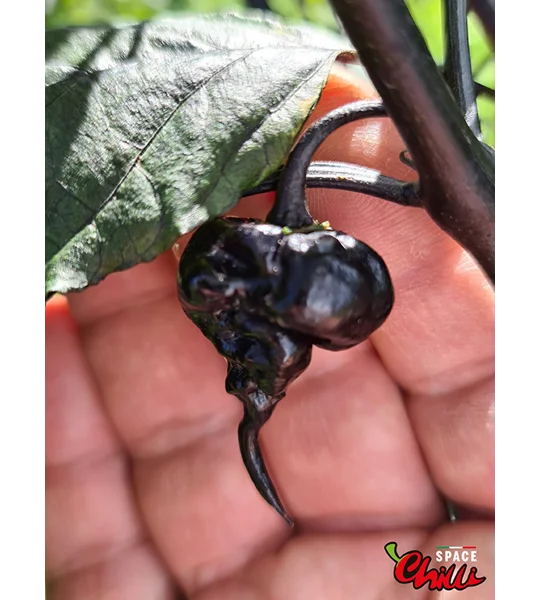 Leopard Reaper F8 (10+ Seeds)