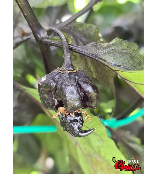 Leopard Reaper F8 (10+ Seeds)