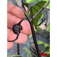Leopard Reaper F8 (10+ Seeds) Leopard Reaper F8 (10+ Seeds)