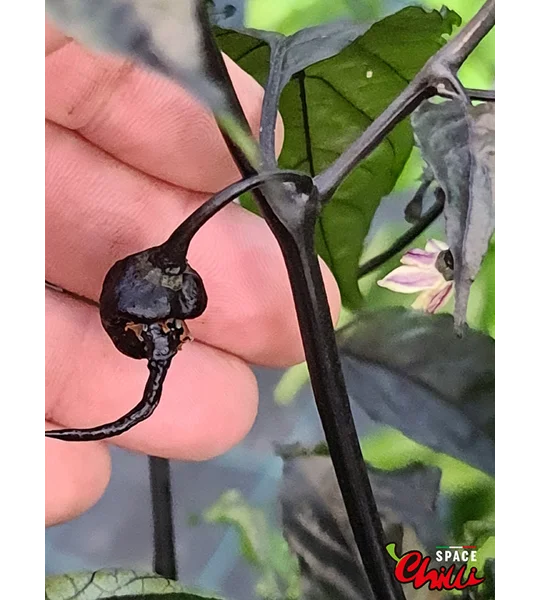 Leopard Reaper F8 (10+ Seeds)