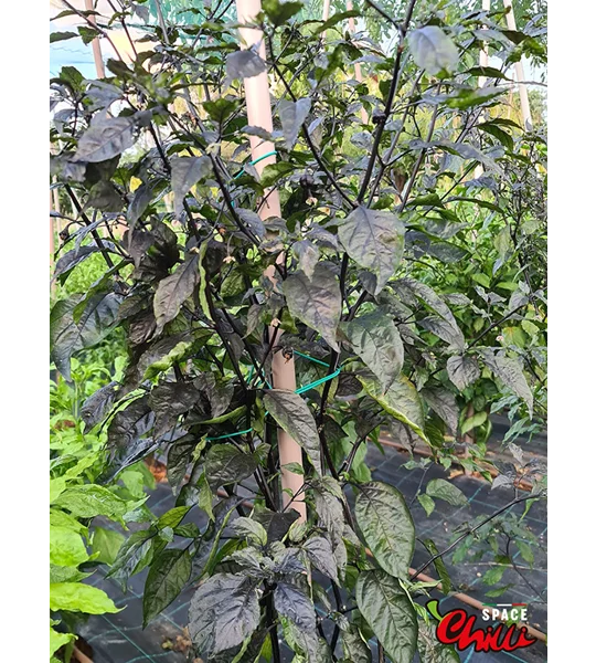 Leopard Reaper F8 (10+ Seeds)