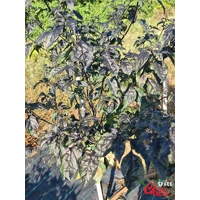 Leopard Reaper F8 (10+ Seeds) Leopard Reaper F8 (10+ Seeds)