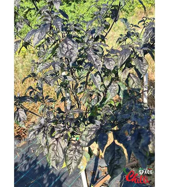 Leopard Reaper F8 (10+ Seeds)