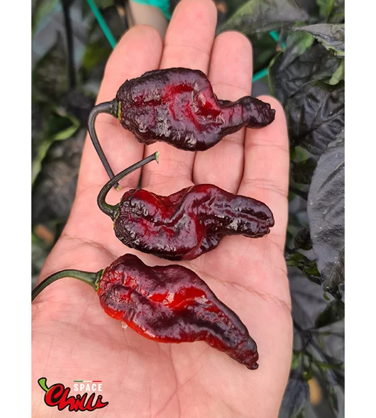 Leopard Reaper F8 (10+ Seeds)