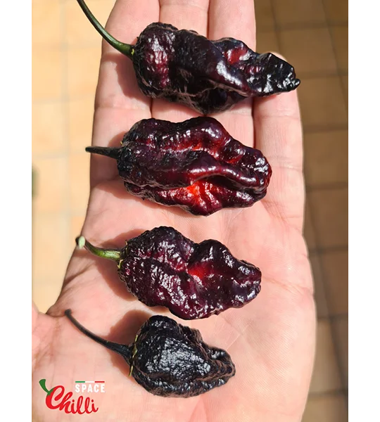 Leopard Reaper F8 (10+ Seeds)