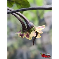 Leopard Reaper F8 (10+ Seeds) Leopard Reaper F8 (10+ Seeds)