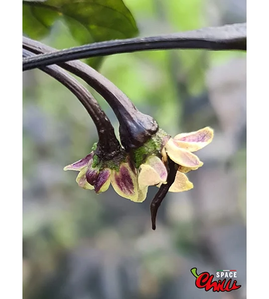Leopard Reaper F8 (10+ Seeds)
