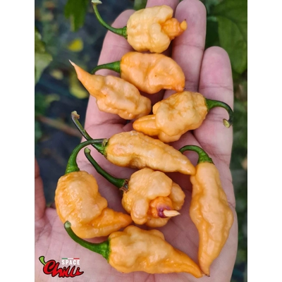 Lion Shark F7 (10+ Seeds) Lion Shark F7 (10+ Seeds)