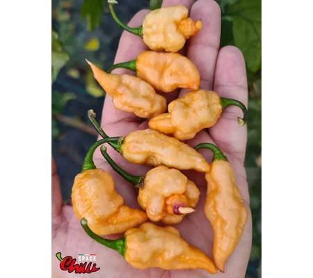 Lion Shark F7 (10+ Seeds)