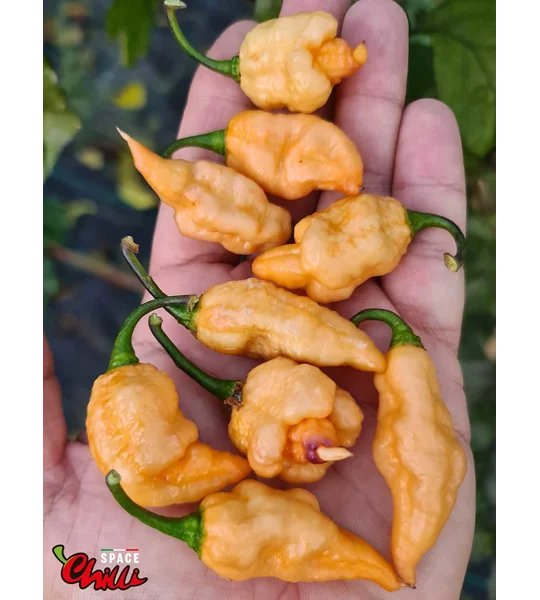 Lion Shark F7 (10+ Seeds)