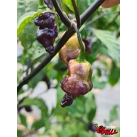 Lion Shark F7 (10+ Seeds) Lion Shark F7 (10+ Seeds)