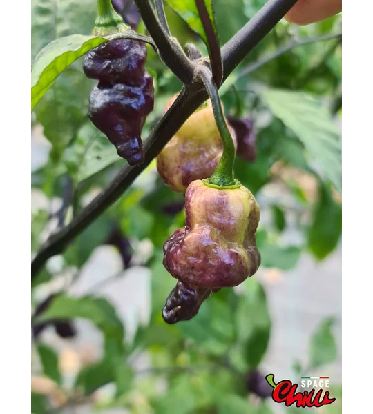 Lion Shark F7 (10+ Seeds)