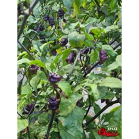 Lion Shark F7 (10+ Seeds) Lion Shark F7 (10+ Seeds)