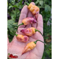 Lion Shark F7 (10+ Seeds) Lion Shark F7 (10+ Seeds)